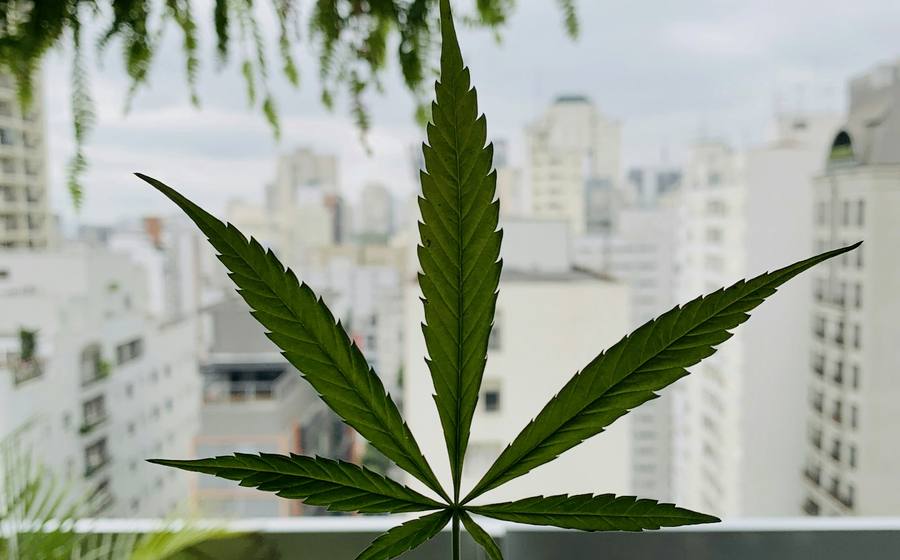 Sativa aisle