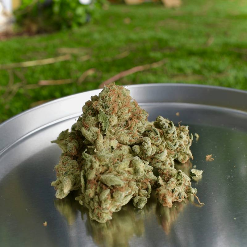 Gorilla Haze