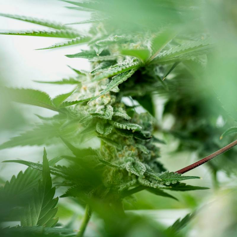 Hindu Kush