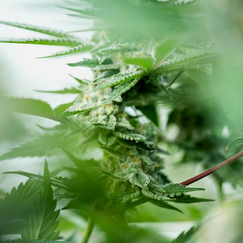 OG Kush
